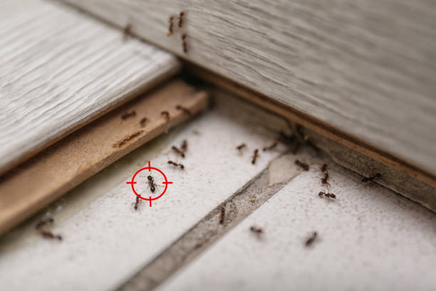 Best Rodent Control Near Me  in Lake Landor, VA