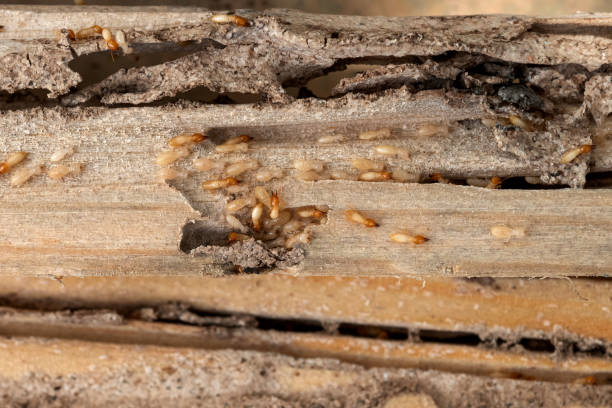 Best Pest Control Treatment  in Lake Landor, VA